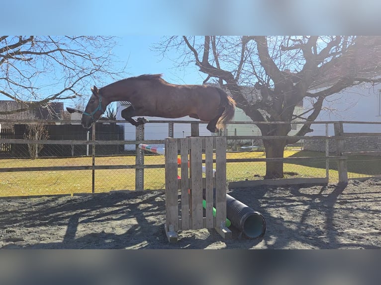 Cheval de sport hongrois Jument 3 Ans 165 cm  in Unterwart