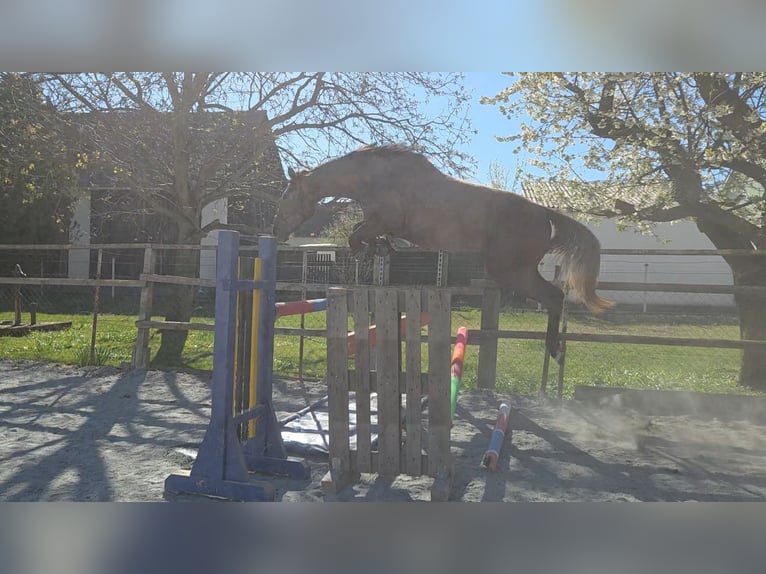 Cheval de sport hongrois Jument 3 Ans 165 cm  in Unterwart