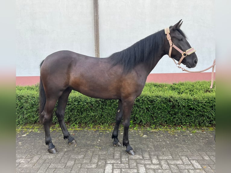 Cheval de sport hongrois Jument 4 Ans 143 cm Noir in Niederkassel