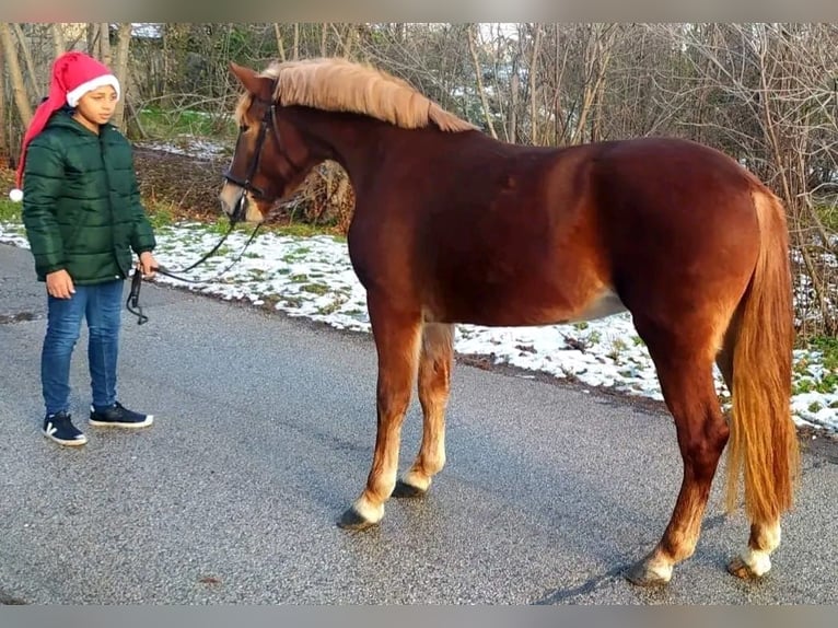 Cheval de sport hongrois Croisé Jument 4 Ans 147 cm Alezan brûlé in Matzersdorf