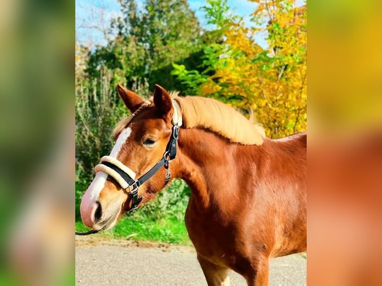 Cheval de sport hongrois Croisé Jument 4 Ans 147 cm Alezan brûlé in Matzersdorf