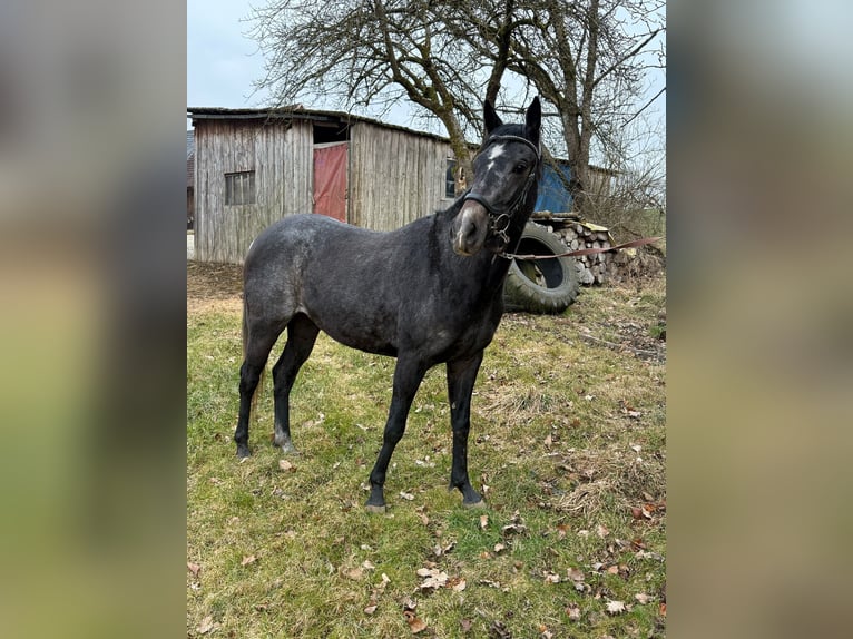 Cheval de sport hongrois Croisé Jument 4 Ans 152 cm Gris noir in Kronach