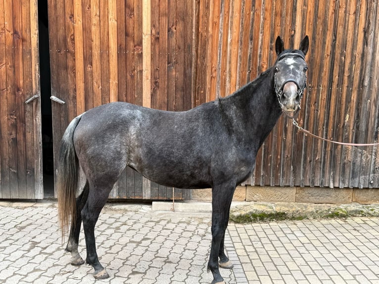 Cheval de sport hongrois Croisé Jument 4 Ans 152 cm Gris noir in Kronach