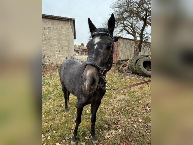 Cheval de sport hongrois Croisé Jument 4 Ans 152 cm Gris noir in Kronach