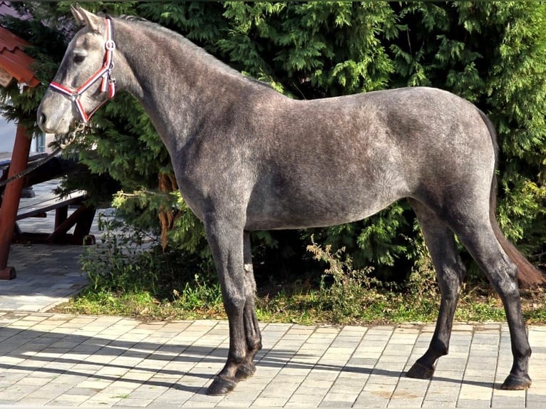 Cheval de sport hongrois Croisé Jument 4 Ans 155 cm Gris in Matzersdorf