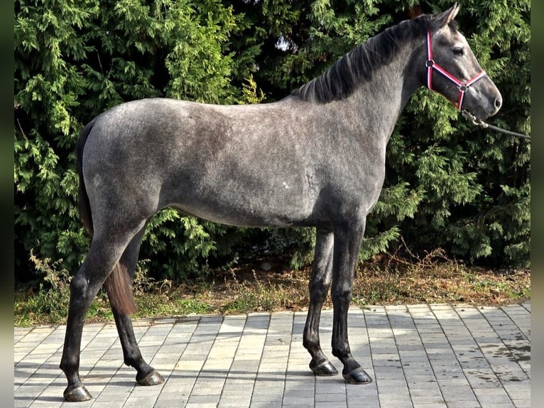 Cheval de sport hongrois Croisé Jument 4 Ans 155 cm Gris in Matzersdorf