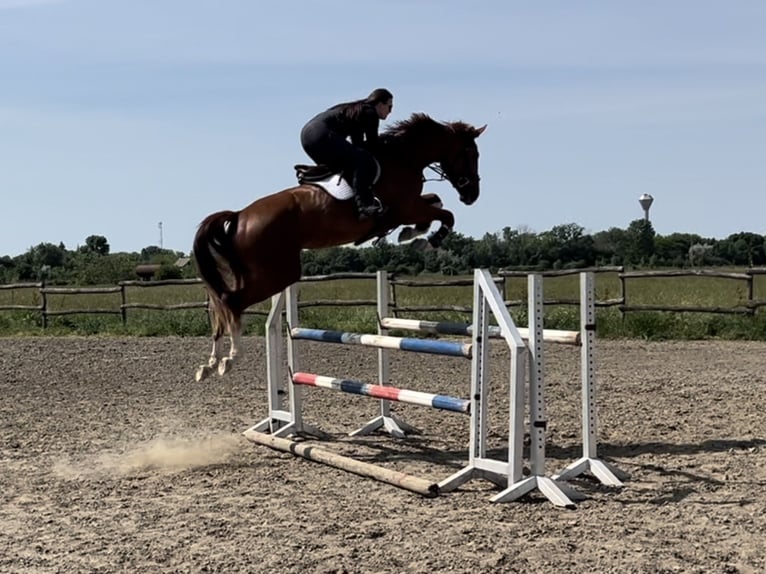 Cheval de sport hongrois Jument 4 Ans 173 cm Alezan brûlé in H&#xF3;dmez&#x151;v&#xE1;s&#xE1;rhely