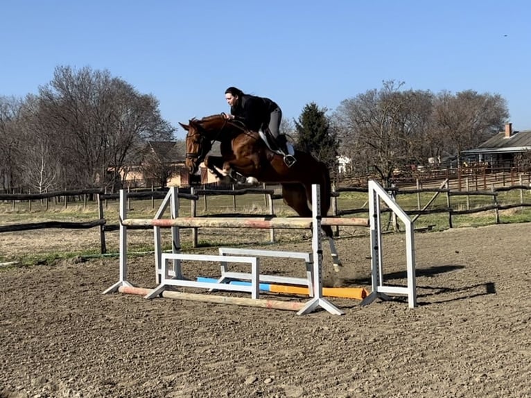 Cheval de sport hongrois Jument 4 Ans 173 cm Alezan brûlé in H&#xF3;dmez&#x151;v&#xE1;s&#xE1;rhely