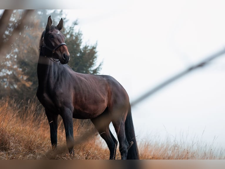 Cheval de sport hongrois Jument 4 Ans 180 cm Bai in Bischofswiesen