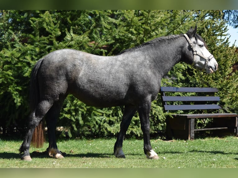 Cheval de sport hongrois Croisé Jument 5 Ans 145 cm Gris pommelé in Flieden