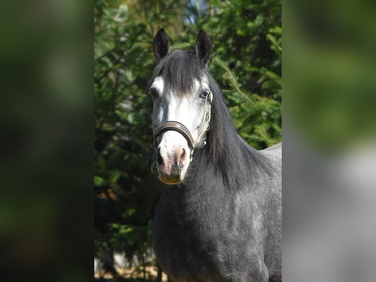 Cheval de sport hongrois Croisé Jument 5 Ans 145 cm Gris pommelé in Flieden