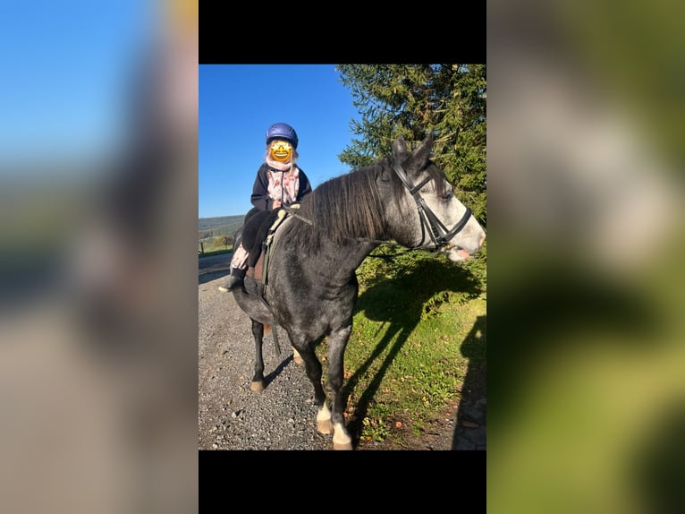 Cheval de sport hongrois Croisé Jument 5 Ans 145 cm Gris pommelé in Flieden