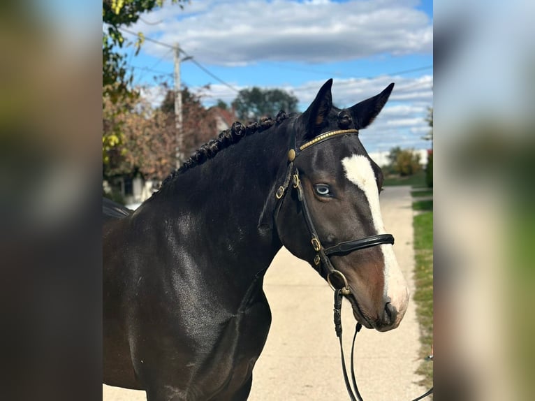 Cheval de sport hongrois Croisé Jument 5 Ans 145 cm Noir in Matzersdorf