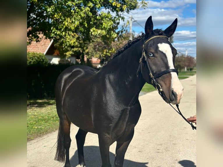 Cheval de sport hongrois Croisé Jument 5 Ans 145 cm Noir in Matzersdorf