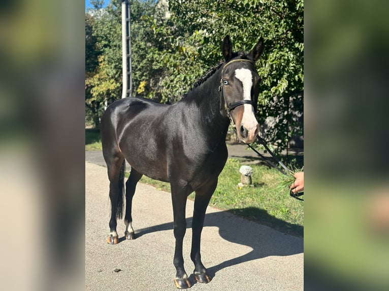 Cheval de sport hongrois Croisé Jument 5 Ans 145 cm Noir in Matzersdorf