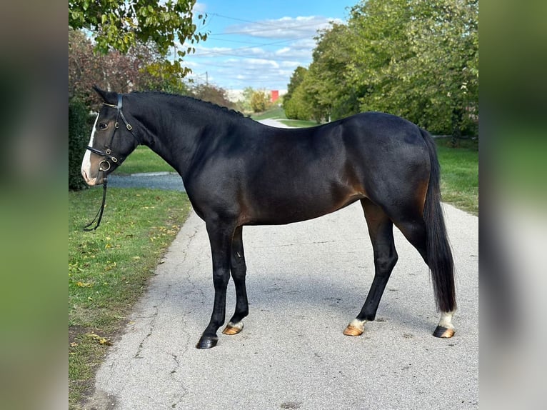 Cheval de sport hongrois Croisé Jument 5 Ans 145 cm Noir in Matzersdorf