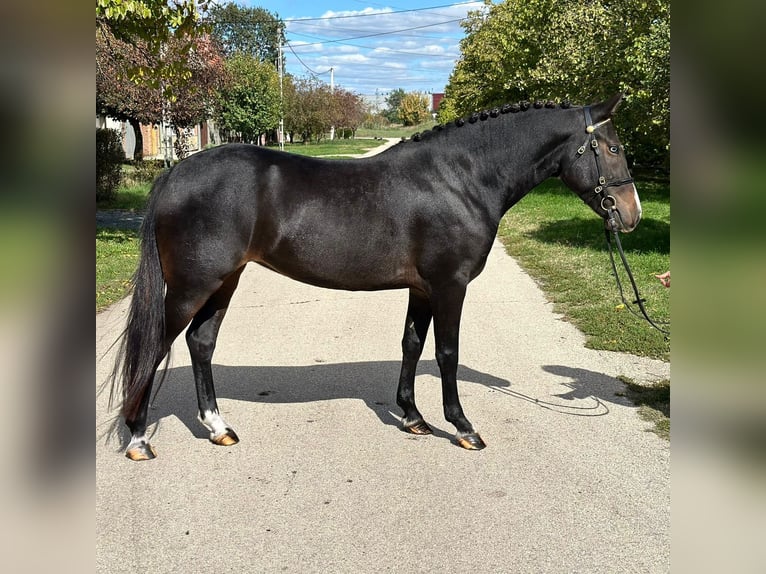 Cheval de sport hongrois Croisé Jument 5 Ans 145 cm Noir in Matzersdorf