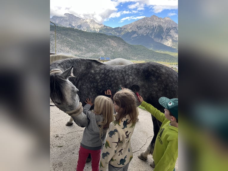 Cheval de sport hongrois Jument 5 Ans 147 cm Gris pommelé in Stams