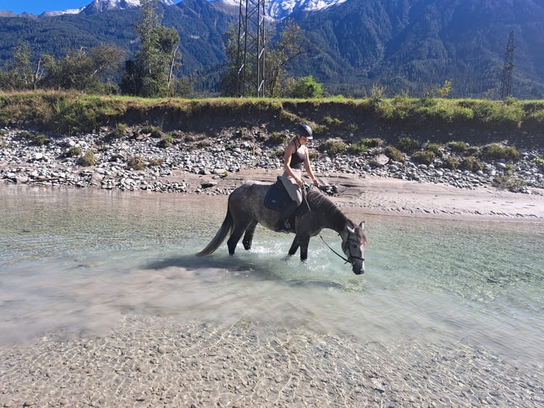 Cheval de sport hongrois Jument 5 Ans 147 cm Gris pommelé in Stams