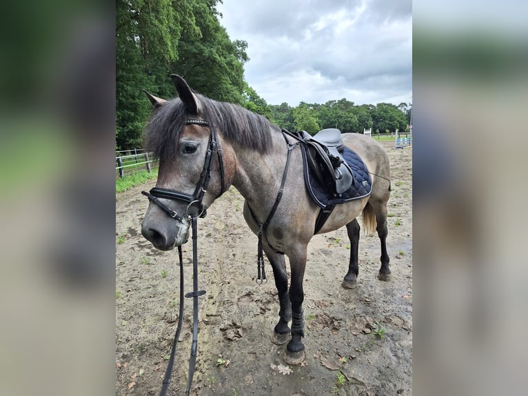 Cheval de sport hongrois Jument 5 Ans 147 cm Gris pommelé in Gronau (Westfalen)