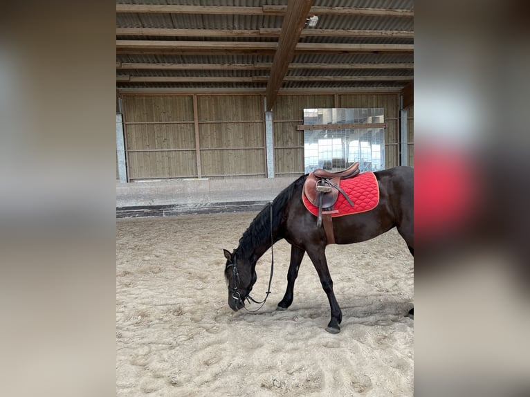 Cheval de sport hongrois Jument 5 Ans 152 cm Noir in Bernau am Chiemsee