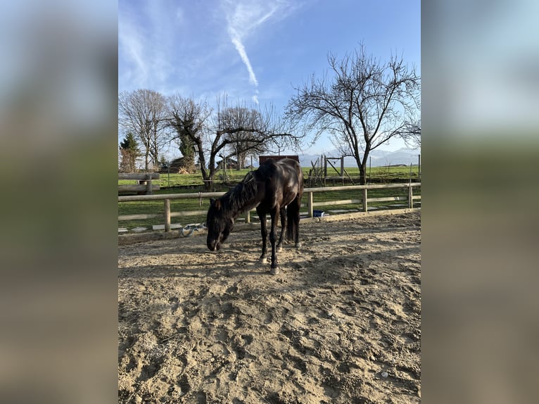 Cheval de sport hongrois Jument 5 Ans 152 cm Noir in Bernau am Chiemsee