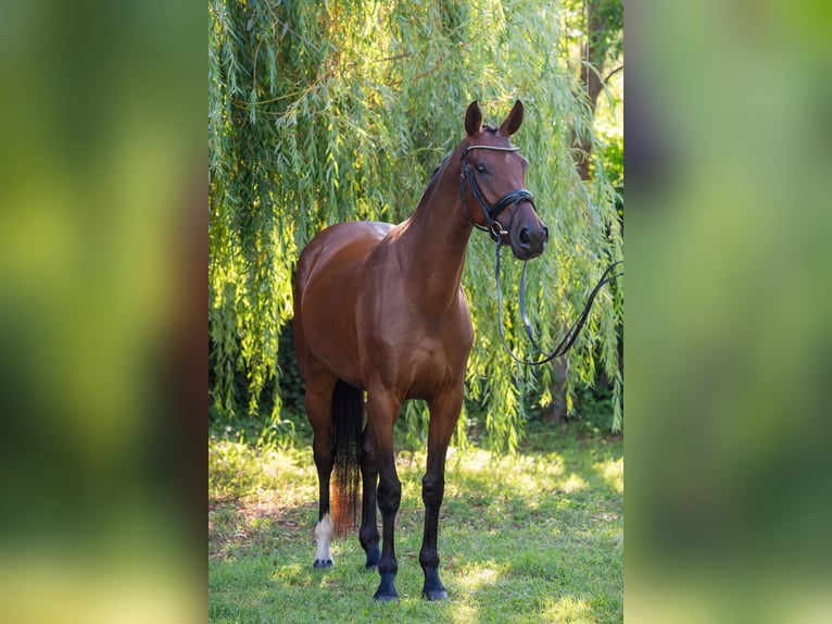 Cheval de sport hongrois Jument 5 Ans 162 cm Bai cerise in Debrecen