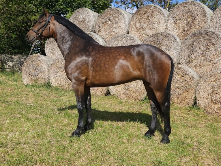 Cheval de sport hongrois Croisé Jument 5 Ans 164 cm Bai in Békés
