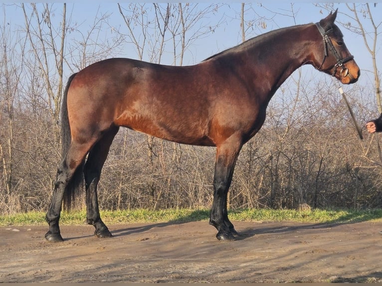 Cheval de sport hongrois Croisé Jument 5 Ans 164 cm Bai in Békés