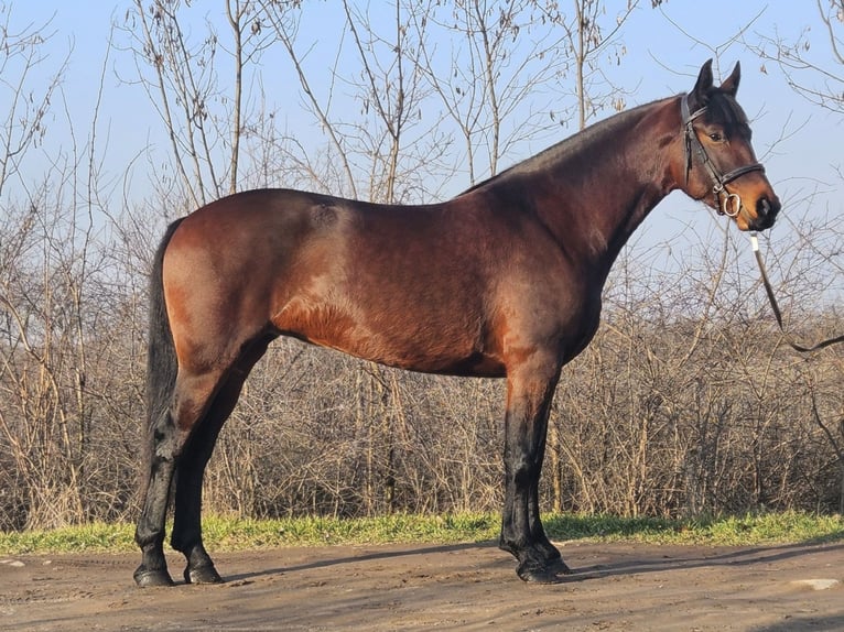 Cheval de sport hongrois Croisé Jument 5 Ans 164 cm Bai in Békés