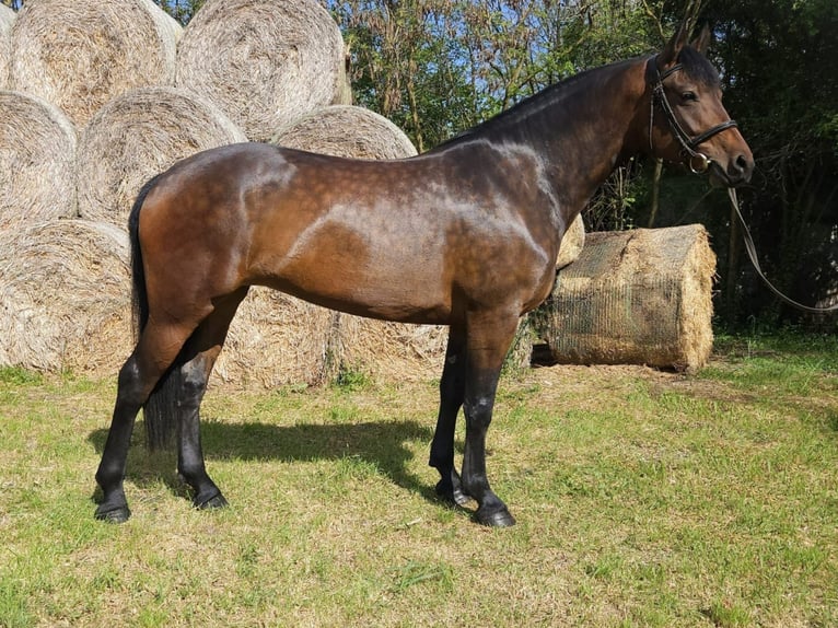 Cheval de sport hongrois Croisé Jument 5 Ans 164 cm Bai in Békés