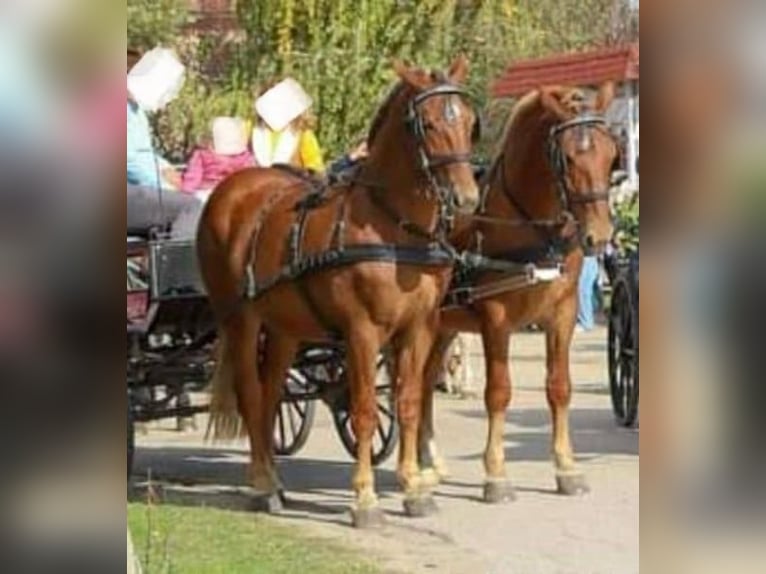 Cheval de sport hongrois Jument 5 Ans 165 cm Alezan brûlé in Tass