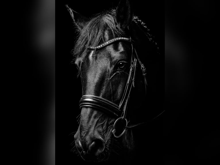 Cheval de sport hongrois Jument 5 Ans 166 cm Noir in Tragwein
