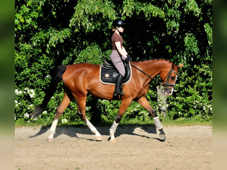 Cheval de sport hongrois Jument 5 Ans 170 cm Bai in Schattendorf