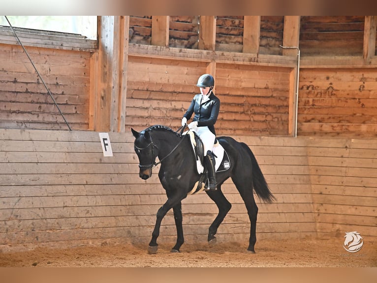 Cheval de sport hongrois Jument 5 Ans 170 cm Noir in Windhaag