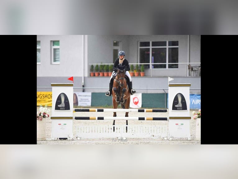 Cheval de sport hongrois Jument 5 Ans 171 cm Bai cerise in Békéscsaba