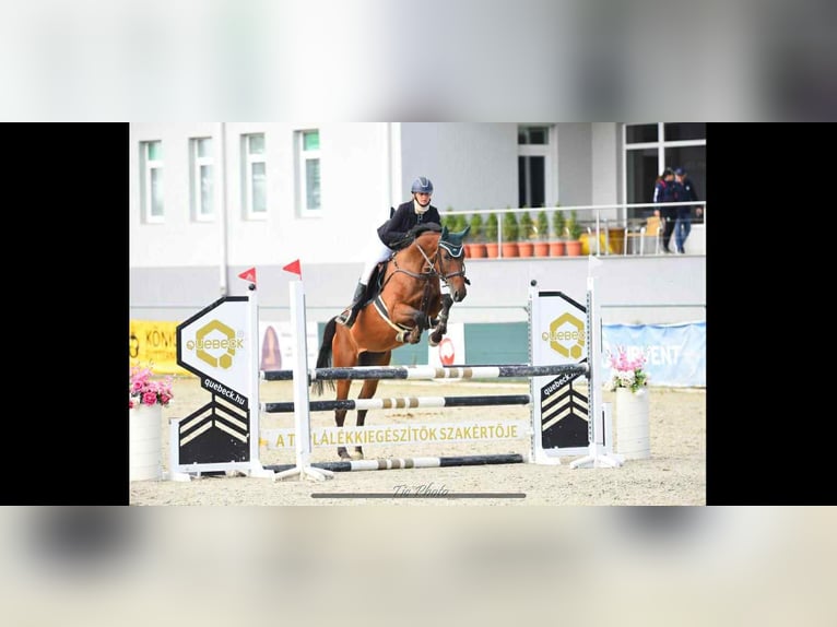 Cheval de sport hongrois Jument 5 Ans 171 cm Bai cerise in Békéscsaba