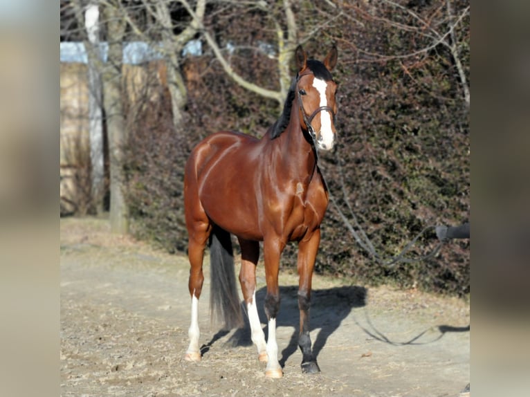 Cheval de sport hongrois Jument 5 Ans 171 cm Bai in Schattendorf