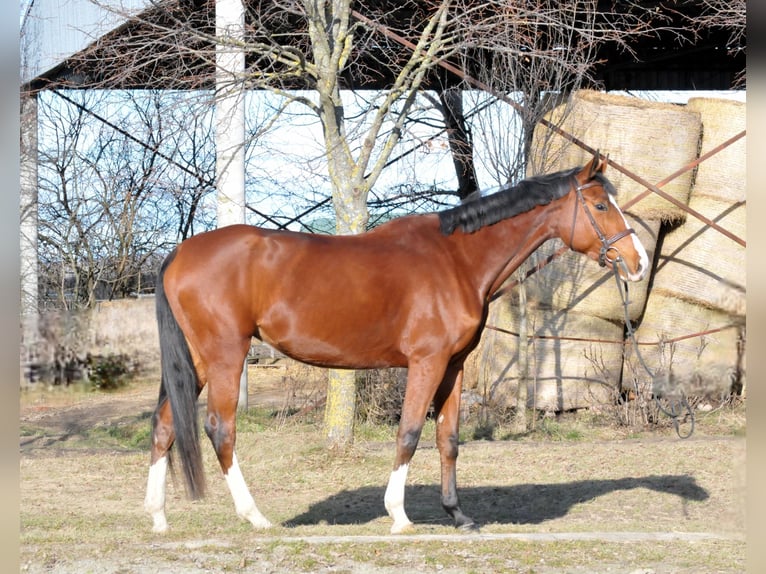 Cheval de sport hongrois Jument 5 Ans 171 cm Bai in Schattendorf