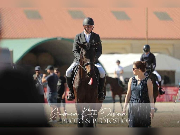 Cheval de sport hongrois Jument 5 Ans 178 cm Bai in Békés