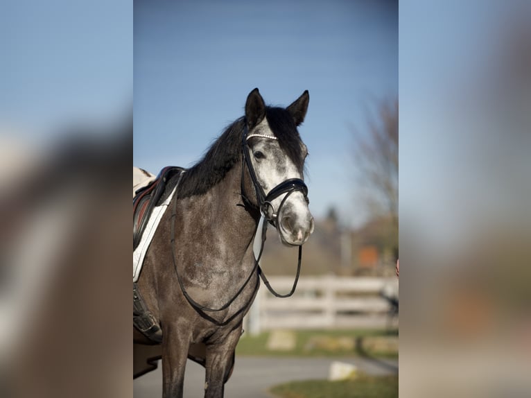 Cheval de sport hongrois Jument 6 Ans 143 cm Gris pommelé in Heilbronn