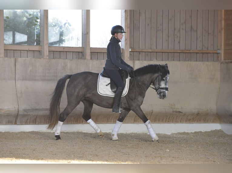 Cheval de sport hongrois Jument 6 Ans 143 cm Gris pommelé in Heilbronn