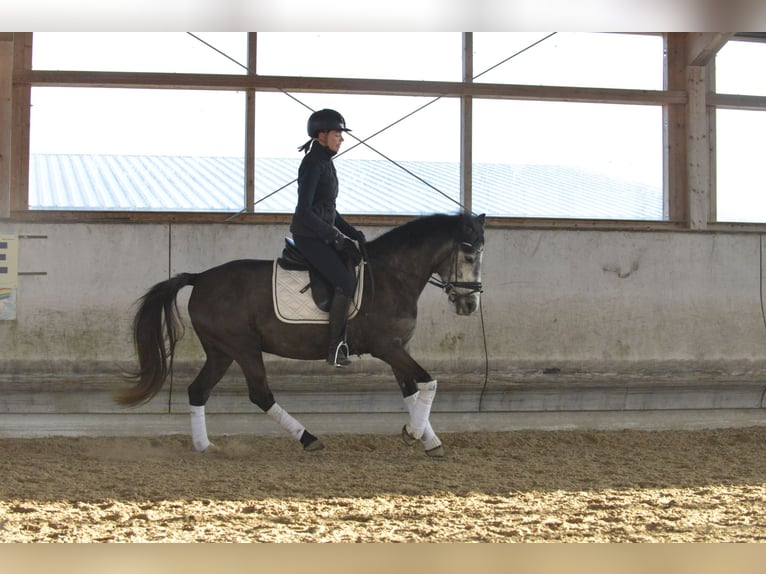 Cheval de sport hongrois Jument 6 Ans 143 cm Gris pommelé in Heilbronn