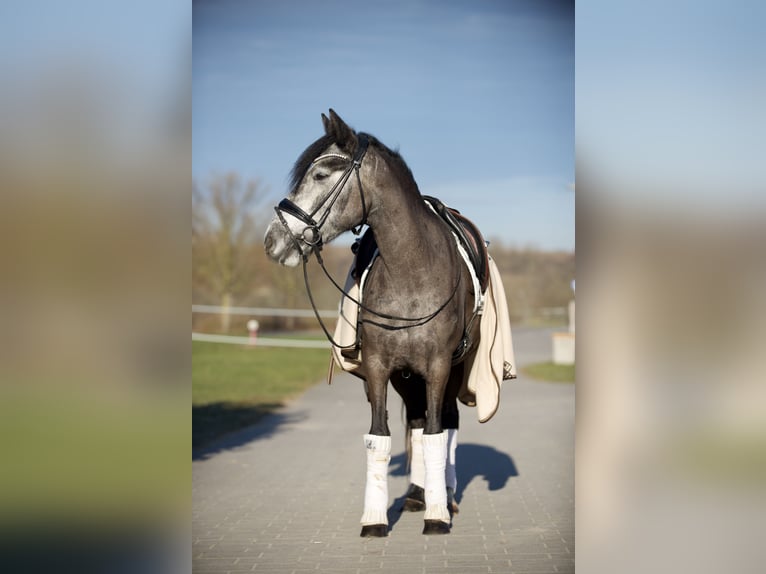 Cheval de sport hongrois Jument 6 Ans 143 cm Gris pommelé in Heilbronn