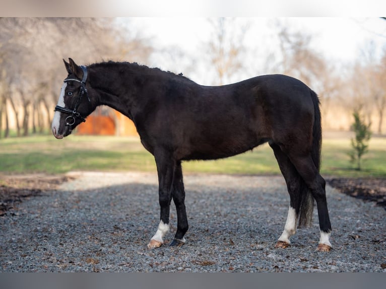 Cheval de sport hongrois Croisé Jument 6 Ans 145 cm Noir in Matzersdorf