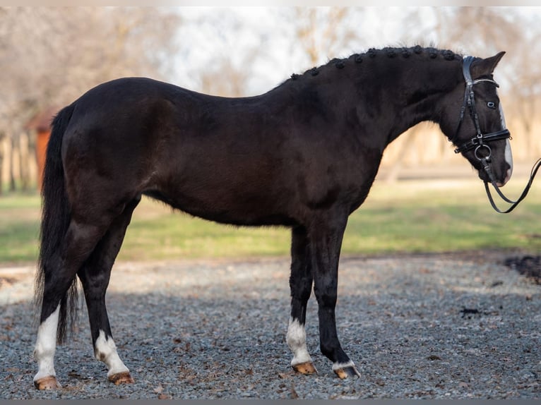 Cheval de sport hongrois Croisé Jument 6 Ans 145 cm Noir in Matzersdorf