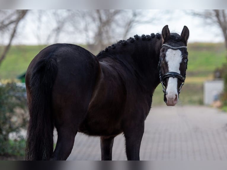 Cheval de sport hongrois Croisé Jument 6 Ans 145 cm Noir in Matzersdorf