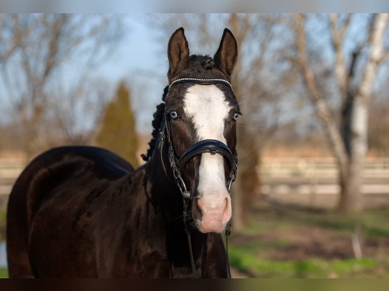 Cheval de sport hongrois Croisé Jument 6 Ans 145 cm Noir in Matzersdorf