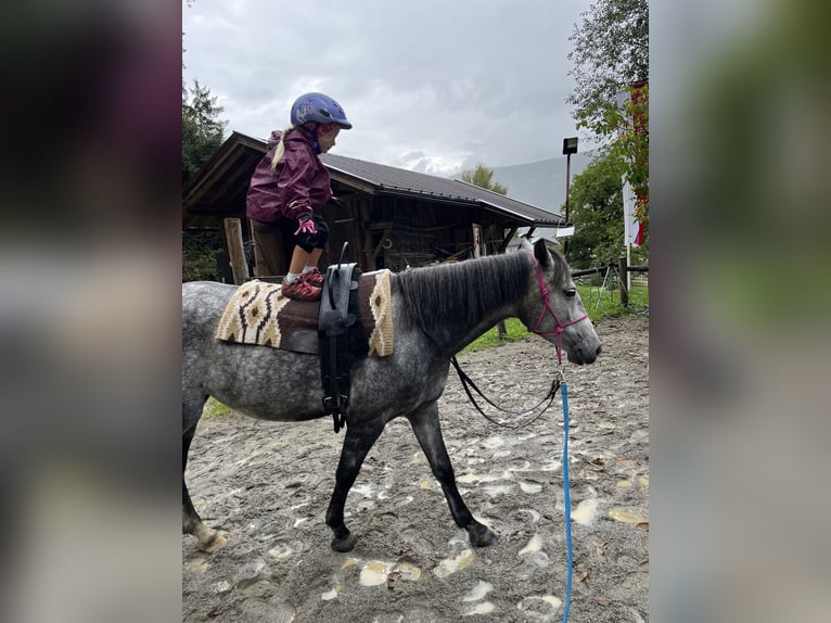 Cheval de sport hongrois Jument 6 Ans 147 cm Gris pommelé in Stams