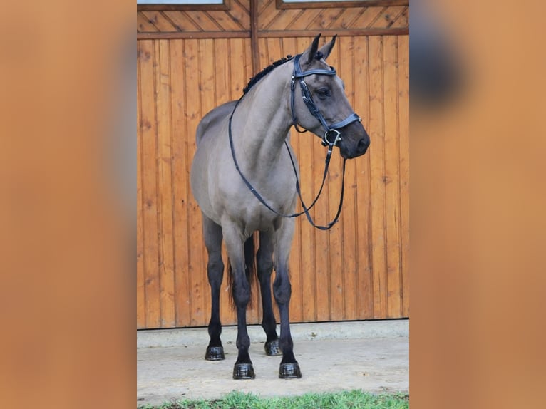 Cheval de sport hongrois Jument 6 Ans 155 cm Bai brun in Kecskemét